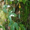 Plants: image 9 Of 208 Thumb